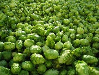 Beer Hops Wallpaper On