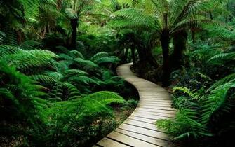 My Dreams Amazing HD Desktop Wallpaper Nature