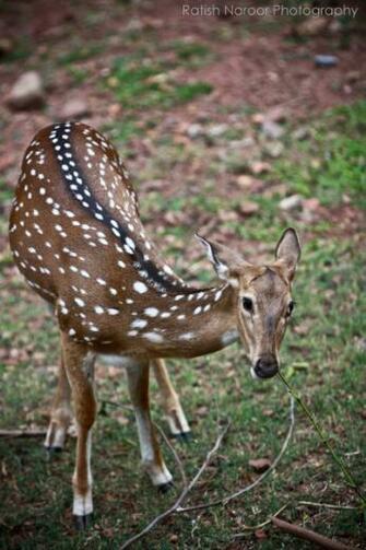 Indian Spotted Deer Antelope Pictures Wallpaper