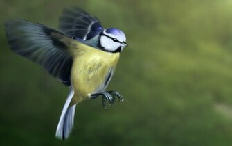 Blue Tit By Lapis Lazuri