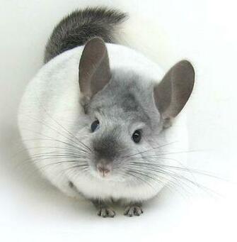 Best Image About Chinchillas Hammocks