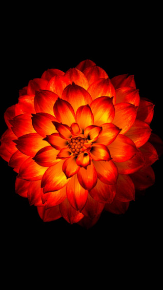 Flower Mobile Wallpaper