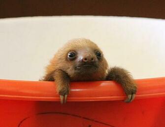 Sloth Sunglasses Wallpaper Not Just Sloths Baby