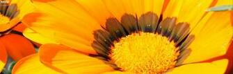 Flower By HDesign Hutchington Desktop Wallpaper