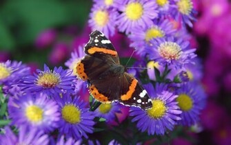 Nature Colorful Wallpaper Flowers