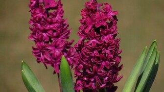 Hyacinth Wallpaper