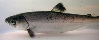 Chinook A K King Salmon Are The Most Highly Prized In