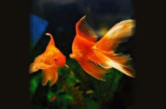 Aquarium Fish Live Wallpaper Screenshot