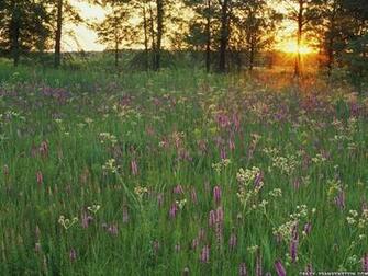 Dementia Sherpa Prairie Flowers At Sunset Iroquois Conservation