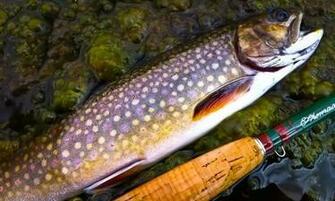 Brook Trout Is Greenish Brown Often Iridescent With Light Red Pictures
