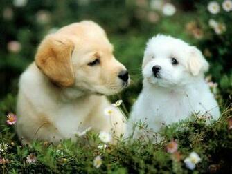 Wallpaperks HD Cute Dogs Wallpaper