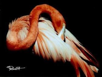Flamingo Wallpaper Pictures