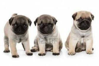 Cute Puppy Dogs Pug Puppies