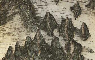 Birch Bark Wallpaper