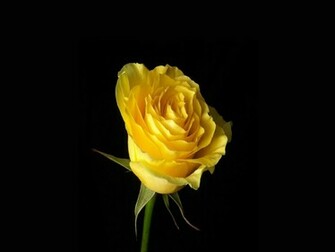Yellow Rose HD Desktop Background Wallpaper