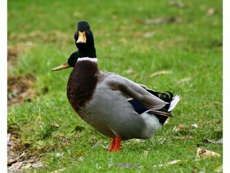 Mallard Duck Wallpaper