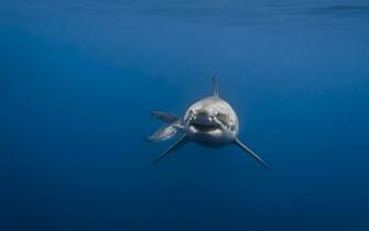 Great White Wallpaper