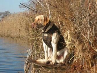 Hunting Dog Wallpaper