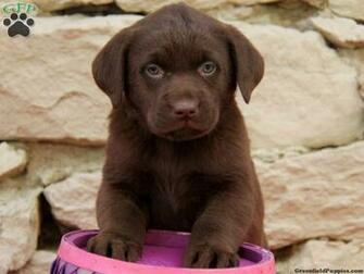Chocolate Lab Puppies Wallpaper S