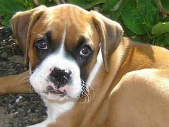 Chiot Boxer Tr S Mignon Wallpaper