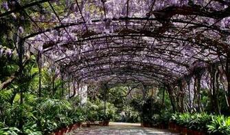 HD Wisteria At La Concepcion Gardens Malaga Spain Wallpaper