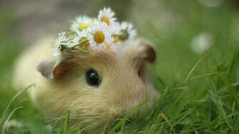 Wallpaper Hamster