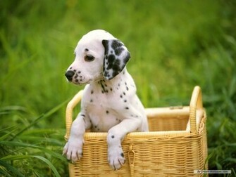 Dalmatian Dogs Wallpaper Cini Clips