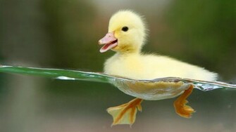 Duckling Wallpaper