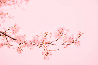 Pink Cherry Blossom Wallpaper