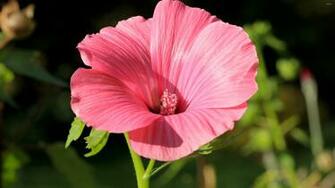 Hibiscus Wallpaper Flower