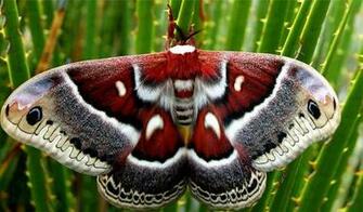 Moth Wallpaper And Background Animals Town