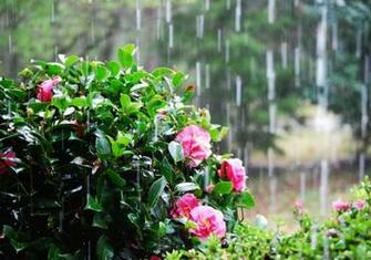 Spring Rainy Day Image Search Results