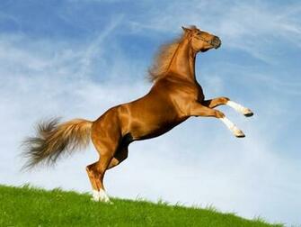 Amazing Horse Wallpaper HD Tapandaola111
