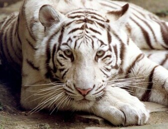 Kiliws Bengal Tiger White