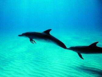 Related Wallpaper Animals Dolphins Dolphin