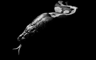 Wallpaper HD Black Snack Viper Mega