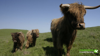 Farm Animals Wallpaper