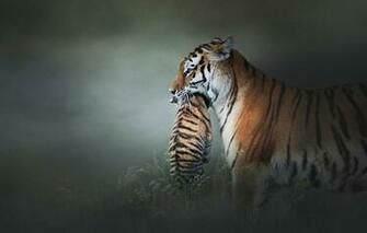 Wallpaper Look Face Pose The Dark Background Kitty Baby Pair