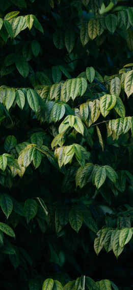 Plants iPhone Wallpaper