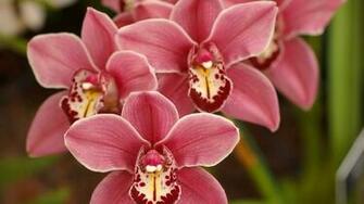 Flowers HD Wallpaper Best Pink For Desktop