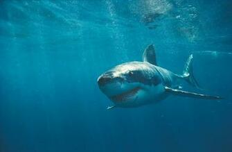 Wallpaper Box The Great White Shark Hi Def