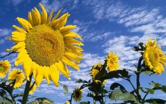 Colorful Sunflowers Wallpaper HD