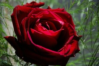 Dark Red Rose Wallpaper Photos Of Beautiful HD By