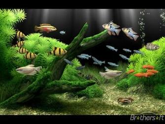 Dream Aquarium Screensaver