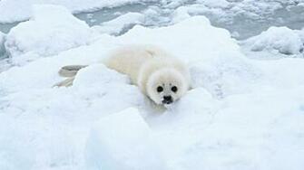 Seal Wallpaper Collective