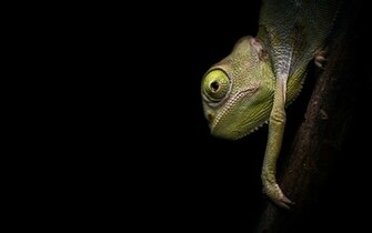 Chameleon On Black Wallpaper Desktop