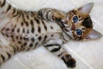 Cute Kittens Image Bengal HD Wallpaper And Background