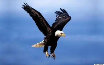 Fearless Eagle Wallpaper Wallpaperme Hintergrundbilder