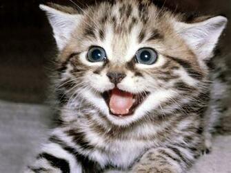Funny Cat