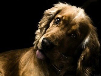 Cocker Spaniel Wallpaper And Image Pictures Photos